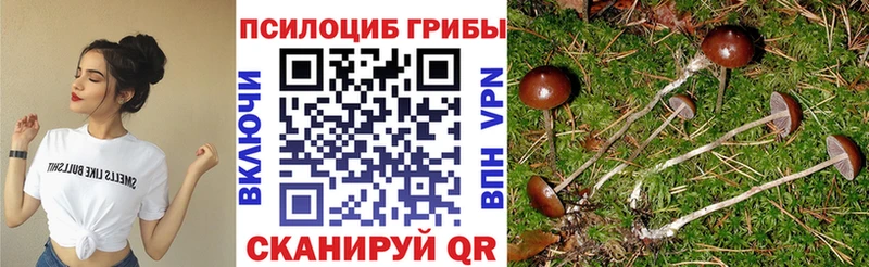 Галлюциногенные грибы Psilocybe  сколько стоит  Макушино 